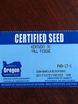 Kentucky 31 K31 Tall Fescue Grass Seed by Eretz – Choose Size! State Certified, No fillers, No Weed or Other Crop Seeds (3lbs)
